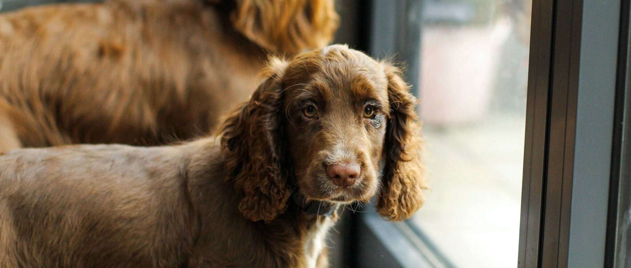 BVA eye testing for dogs lorna newman elite kennel breeding vets reproduction veterinarians