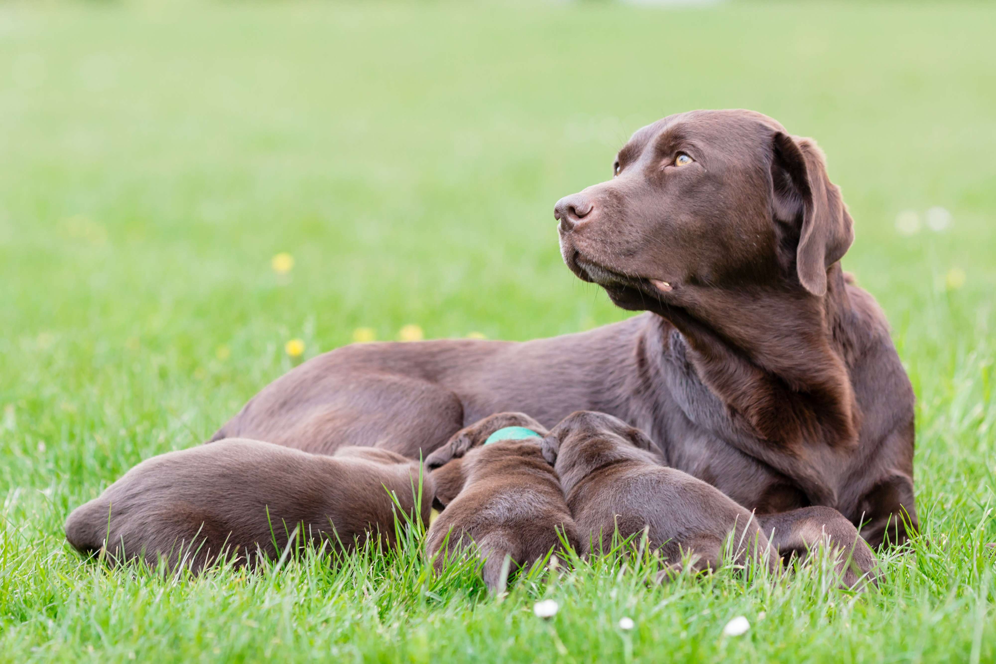 Pregnancy Scanning, Vaccinations and Microchipping
