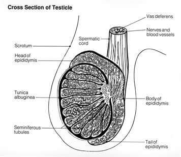 The Epididymis - A Valuable Hub of Semen