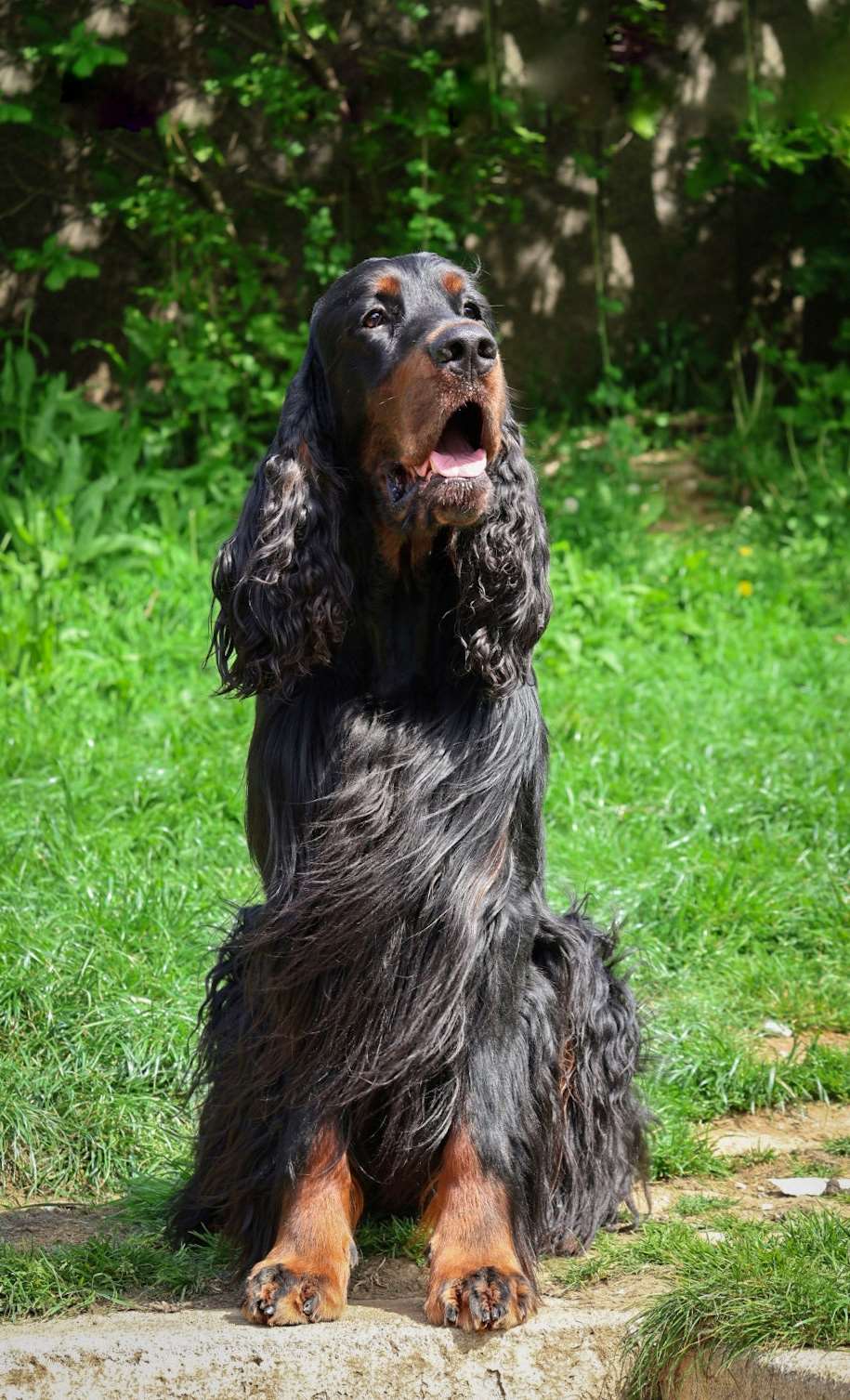Black Mystery U Got the Look for Hartenziel (IMP CHE)